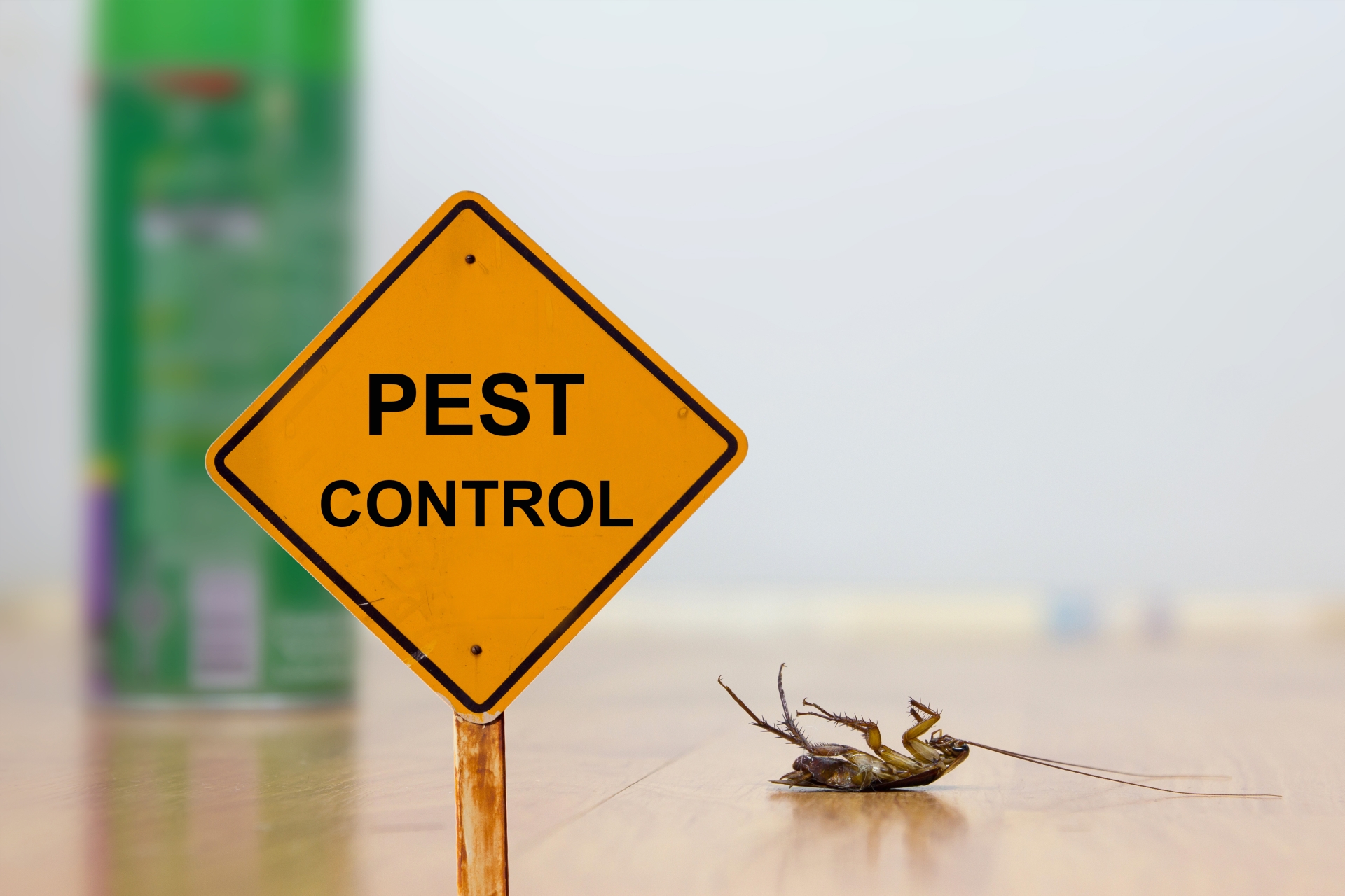 24 Hour Pest Control, Pest Control in Hammersmith, W6. Call Now 020 8166 9746
