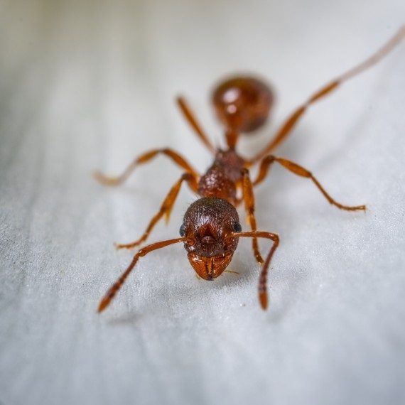 Field Ants, Pest Control in Hammersmith, W6. Call Now! 020 8166 9746