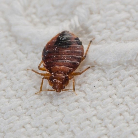 Bed Bugs, Pest Control in Hammersmith, W6. Call Now! 020 8166 9746