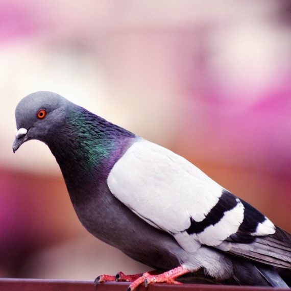 Birds, Pest Control in Hammersmith, W6. Call Now! 020 8166 9746
