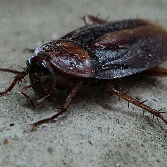 Cockroaches, Pest Control in Hammersmith, W6. Call Now! 020 8166 9746
