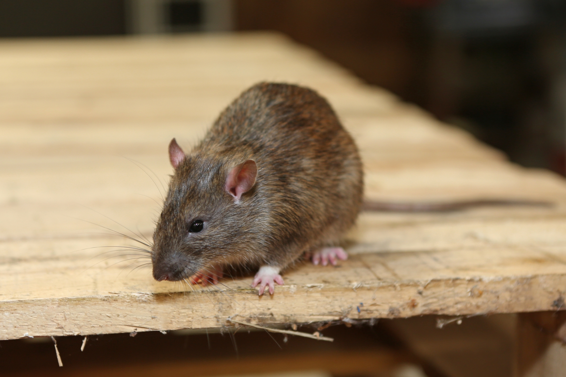 Rat extermination, Pest Control in Hammersmith, W6. Call Now 020 8166 9746