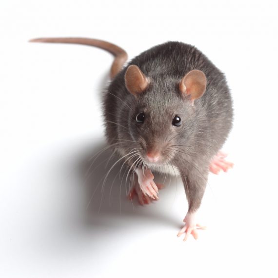 Rats, Pest Control in Hammersmith, W6. Call Now! 020 8166 9746
