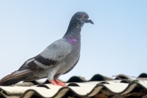 Pigeon Control, Pest Control in Hammersmith, W6. Call Now 020 8166 9746
