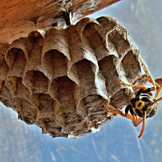 Wasps Nest, Pest Control in Hammersmith, W6. Call Now! 020 8166 9746