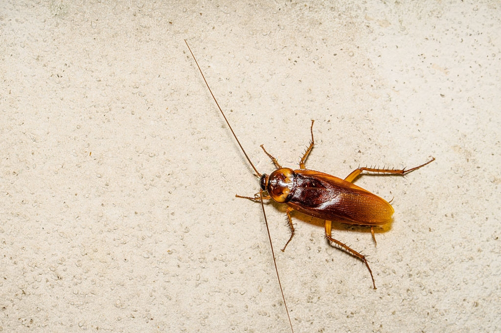 Cockroach Control, Pest Control in Hammersmith, W6. Call Now 020 8166 9746