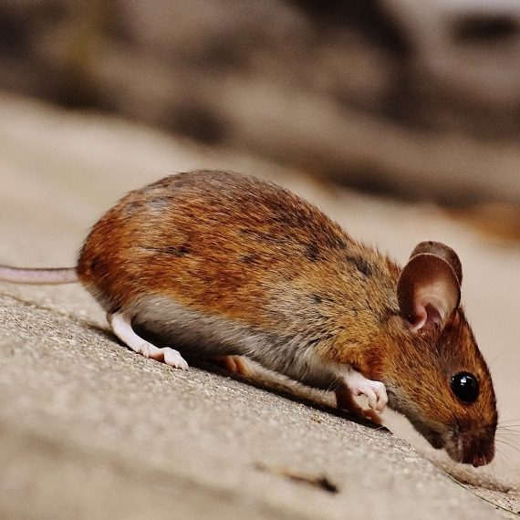 Mice, Pest Control in Hammersmith, W6. Call Now! 020 8166 9746