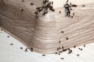 Ant Control, Pest Control in Hammersmith, W6. Call Now 020 8166 9746